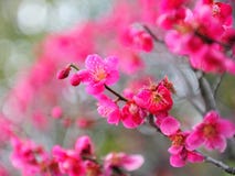 Fiore di Ume Fotografie Stock Libere da Diritti Fiore di Ume Fotografie Stock Libere da Diritti