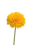 Fiore dorato isolato di coreopsis della sfera Fotografia Stock Libera da Diritti Fiore dorato isolato di coreopsis della sfera Fotografia Stock Libera da Diritti