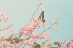 Fiore e farfalla di ciliegia d'annata immagine stock libera da diritti Fiore e farfalla di ciliegia d'annata immagine stock libera da diritti