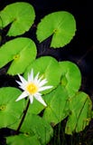 Fiore e fogli del giglio di acqua fotografia stock libera da diritti Fiore e fogli del giglio di acqua fotografia stock libera da diritti