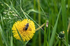 fiore e mosca dell'erba verde fotografie stock libere da diritti fiore e mosca dell'erba verde fotografie stock libere da diritti