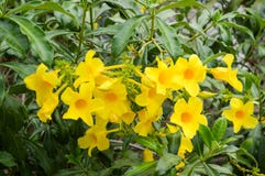 Fiore giallo di cathartica del Allamanda nel giardino della natura Fotografia Stock Libera da Diritti Fiore giallo di cathartica del Allamanda nel giardino della natura Fotografia Stock Libera da Diritti
