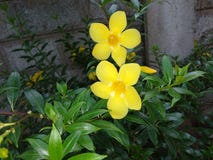 Fiore giallo di Kaneru di colore in giardino fotografia stock Fiore giallo di Kaneru di colore in giardino fotografia stock