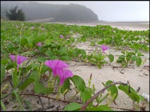Fiore, mare, viola, da solo, spiaggia immagini stock Fiore, mare, viola, da solo, spiaggia immagini stock
