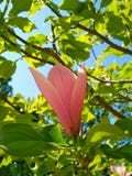 Fiore ottimistico tenero di un albero della magnolia immagini stock libere da diritti Fiore ottimistico tenero di un albero della magnolia immagini stock libere da diritti