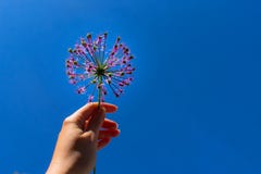 Fiore porpora sotto forma di palla in sua mano contro il cielo blu immagini stock Fiore porpora sotto forma di palla in sua mano contro il cielo blu immagini stock
