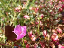 Fiore rosa al giardino immagine stock libera da diritti Fiore rosa al giardino immagine stock libera da diritti