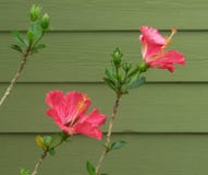 Fiore rosa dell'ibisco nella primavera immagini stock libere da diritti Fiore rosa dell'ibisco nella primavera immagini stock libere da diritti