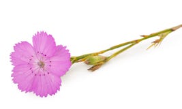 Fiore rosa di carthusianorum del Dianthus del garofano Immagini Stock Libere da Diritti Fiore rosa di carthusianorum del Dianthus del garofano Immagini Stock Libere da Diritti