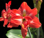 Fiore rosso di amarillis Fotografie Stock Libere da Diritti Fiore rosso di amarillis Fotografie Stock Libere da Diritti