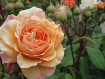 Fiore splendido di Rose Flowers della pesca in regina Elizabeth Park Garden immagini stock Fiore splendido di Rose Flowers della pesca in regina Elizabeth Park Garden immagini stock