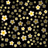 Fiori bianchi del gelsomino con il centro giallo su fondo nero immagine stock Fiori bianchi del gelsomino con il centro giallo su fondo nero immagine stock