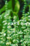 Fiori bianchi e foglie verdi con le foglie e gambi coperti di capelli fini bianchi immagini stock libere da diritti Fiori bianchi e foglie verdi con le foglie e gambi coperti di capelli fini bianchi immagini stock libere da diritti