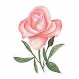 fiori decorativi dell'acquerello illustrazione, foglia e germogli floreali Composizione botanica per la cartolina d'auguri o di n illustrazione di stock fiori decorativi dell'acquerello illustrazione, foglia e germogli floreali Composizione botanica per la cartolina d'auguri o di n illustrazione di stock