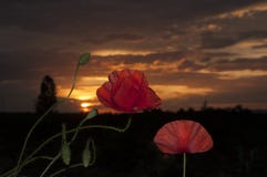 Fiori del papavero al tramonto Immagini Stock Libere da Diritti Fiori del papavero al tramonto Immagini Stock Libere da Diritti