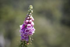 Fiori della digitale a sud del Cile immagini stock libere da diritti Fiori della digitale a sud del Cile immagini stock libere da diritti