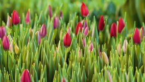 Fiori dentellare dei tulipani Ornamentale e fiori crescenti per progettazione ed i regali del paesaggio Fiori dentellare dei tulipani Ornamentale e fiori crescenti per progettazione ed i regali del paesaggio