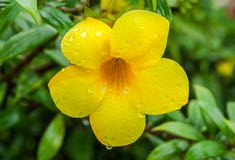 Fiori di Cathartica del Allamanda nel giorno piovoso Immagine Stock Libera da Diritti Fiori di Cathartica del Allamanda nel giorno piovoso Immagine Stock Libera da Diritti