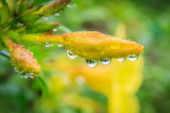 Fiori di Cathartica del Allamanda nel giorno piovoso Immagini Stock Libere da Diritti Fiori di Cathartica del Allamanda nel giorno piovoso Immagini Stock Libere da Diritti