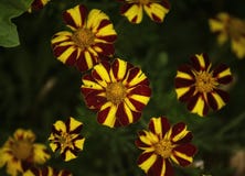 Fiori di Colourfull con giallo e rosso fotografie stock libere da diritti Fiori di Colourfull con giallo e rosso fotografie stock libere da diritti