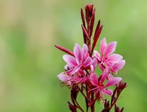 Fiori di farfalle cremisi di gaura rosa Immagini Stock Libere da Diritti Fiori di farfalle cremisi di gaura rosa Immagini Stock Libere da Diritti