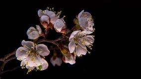 Fiori di fioritura dell'albicocca Fiori di fioritura dell'albicocca