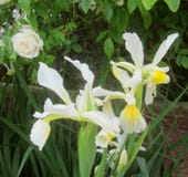Fiori di Pale Iris e una rosa fotografia stock libera da diritti Fiori di Pale Iris e una rosa fotografia stock libera da diritti