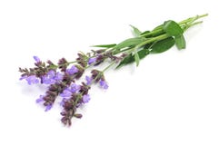 https://thumbs.dreamstime.com/t/fiori-di-salvia-19656943.jpg