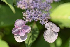 Fiori di serrata dell'ortensia fotografia stock Fiori di serrata dell'ortensia fotografia stock