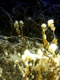 Fiori di Starfighted nella neve nel cortile nell'inverno fotografie stock libere da diritti Fiori di Starfighted nella neve nel cortile nell'inverno fotografie stock libere da diritti