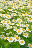 Fiori di tanacetum parthenium fotografia stock libera da diritti Fiori di tanacetum parthenium fotografia stock libera da diritti