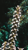 Fiori e foglie verdi bianchi e gialli immagine stock libera da diritti Fiori e foglie verdi bianchi e gialli immagine stock libera da diritti