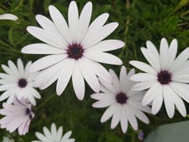 Fiori, erba, molla, giorno soleggiato nel Cipro, fiori come le margherite immagini stock libere da diritti Fiori, erba, molla, giorno soleggiato nel Cipro, fiori come le margherite immagini stock libere da diritti