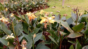 Fiori freschi che fioriscono nel parco durante la molla fotografia stock libera da diritti Fiori freschi che fioriscono nel parco durante la molla fotografia stock libera da diritti