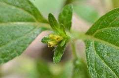 Fiori gialli graziosi, a forma di prolungato fra permesso verde lanuginoso bianco regolare 2 fotografie stock libere da diritti Fiori gialli graziosi, a forma di prolungato fra permesso verde lanuginoso bianco regolare 2 fotografie stock libere da diritti