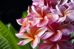 Fiori gialli rosa di plumeria Immagine Stock Fiori gialli rosa di plumeria Immagine Stock