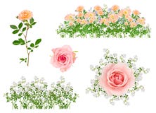 Fiori isolati sistemati royalty illustrazione gratis Fiori isolati sistemati royalty illustrazione gratis