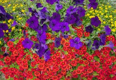 Fiori luminosi sboccianti su un'aiola nel primo piano luminoso di luce solare fotografia stock libera da diritti Fiori luminosi sboccianti su un'aiola nel primo piano luminoso di luce solare fotografia stock libera da diritti