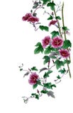 Fiori malva di ipomea royalty illustrazione gratis Fiori malva di ipomea royalty illustrazione gratis