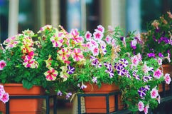 Fiori misti della petunia Le petunie multicolori si sviluppano in una scatola nel quadrato fotografia stock Fiori misti della petunia Le petunie multicolori si sviluppano in una scatola nel quadrato fotografia stock