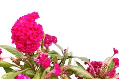 Fiori rosa adorabili della cresta di gallo su fondo bianco fotografia stock libera da diritti Fiori rosa adorabili della cresta di gallo su fondo bianco fotografia stock libera da diritti