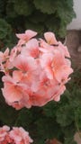Fiori rosa-chiaro del mio giardino Fotografia Stock Libera da Diritti Fiori rosa-chiaro del mio giardino Fotografia Stock Libera da Diritti