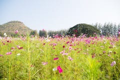 Fiori rosa di fioritura dell'universo immagini stock libere da diritti Fiori rosa di fioritura dell'universo immagini stock libere da diritti