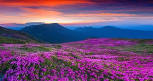 Fiori rosa magici del rododendro sulla montagna di estate fotografie stock libere da diritti Fiori rosa magici del rododendro sulla montagna di estate fotografie stock libere da diritti