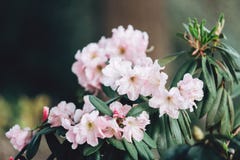 Fiori rosa variopinti dell'azalea in giardino Cespugli di fioritura dell'azalea luminosa a luce solare della molla Natura, fondo fotografia stock libera da diritti Fiori rosa variopinti dell'azalea in giardino Cespugli di fioritura dell'azalea luminosa a luce solare della molla Natura, fondo fotografia stock libera da diritti