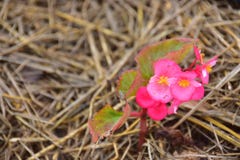 Fiori rosa variopinti sulla paglia di riso fotografia stock Fiori rosa variopinti sulla paglia di riso fotografia stock