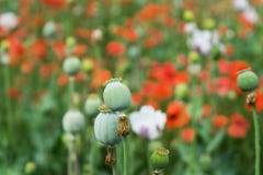 Fiori rossi del papavero e teste verdi fotografie stock Fiori rossi del papavero e teste verdi fotografie stock