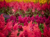 Fiori rossi di spicata di celosia immagini stock libere da diritti Fiori rossi di spicata di celosia immagini stock libere da diritti