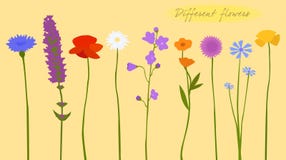 Fiori selvaggi, variopinto, differenti, vettore illustrazione vettoriale Fiori selvaggi, variopinto, differenti, vettore illustrazione vettoriale