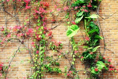 Fiori sul fondo del muro di mattoni fotografie stock libere da diritti Fiori sul fondo del muro di mattoni fotografie stock libere da diritti